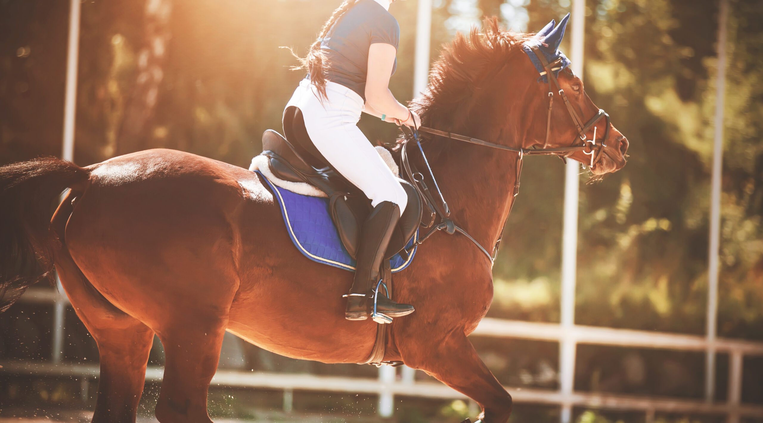 horseriding clothing brands using plm